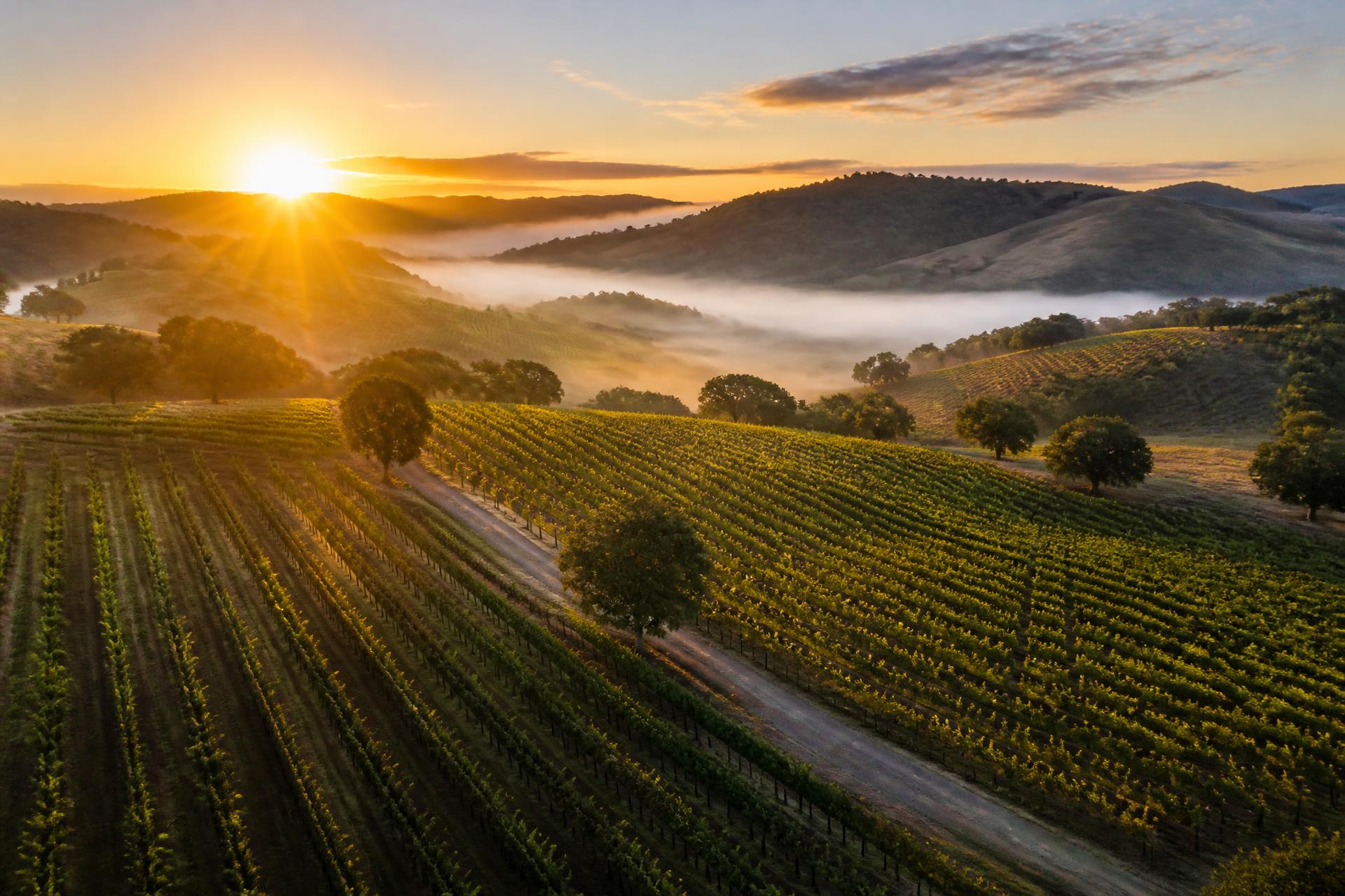 Aerial view of California vineyards at sunrise